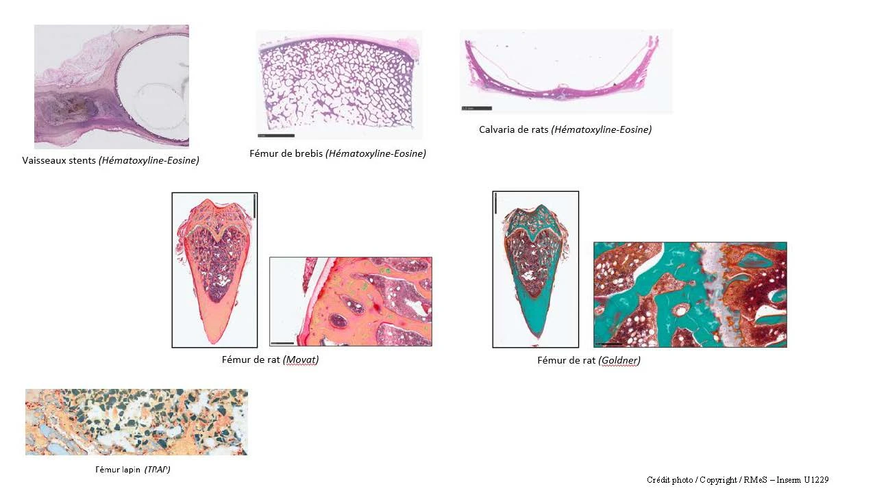 Images plates formes d'histologie