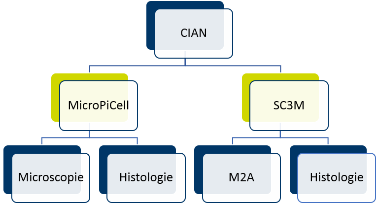 Organigramme CIAN